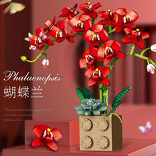 Load image into Gallery viewer, Jibon Phalaenopsis Orchid Series | G5010