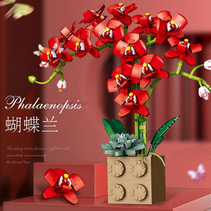 Jibon Phalaenopsis Orchid Series | G5010