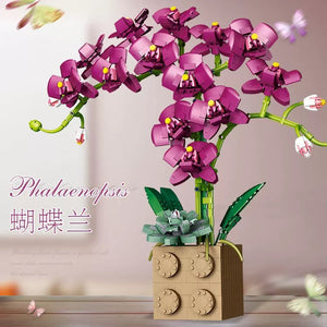 Jibon Phalaenopsis Orchid Series | G5010