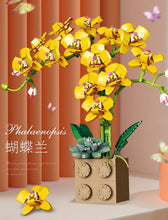 Load image into Gallery viewer, Jibon Phalaenopsis Orchid Series | G5010