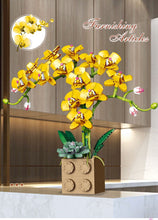 Load image into Gallery viewer, Jibon Phalaenopsis Orchid Series | G5010