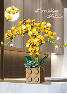 Jibon Phalaenopsis Orchid Series | G5010