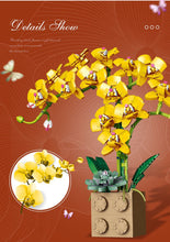 Load image into Gallery viewer, Jibon Phalaenopsis Orchid Series | G5010
