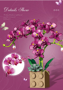 Jibon Phalaenopsis Orchid Series | G5010