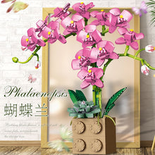 Load image into Gallery viewer, Jibon Phalaenopsis Orchid Series | G5010