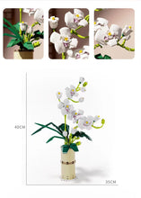 Load image into Gallery viewer, Qizhile Phalaenopsis Orchid | 92000