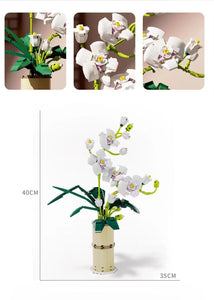 Qizhile Phalaenopsis Orchid | 92000